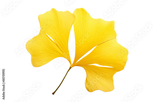 Yellow leaf of the Ginko Biloba tree. photo
