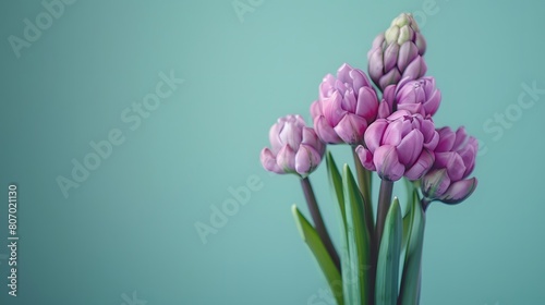 Bouquet of Purple Tulips on Green Background