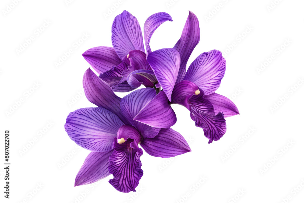 Tropical beautiful purple orchid flower isolated on transparent background Tropical beautiful purple orchid flower isolated on transparent background