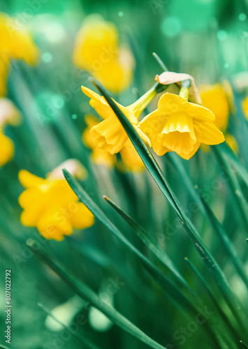 Beautiful summer nature background with bunch of bright narcissus flowers