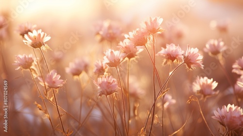 Beautiful pink flowers in the meadow at sunset. Soft focus. © NI