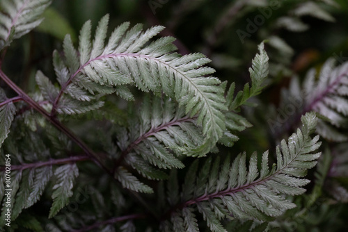 Japanese painted fern