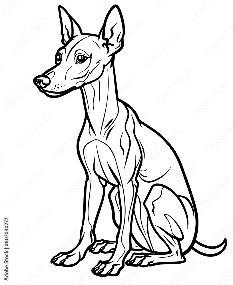 Xoloitzcuintle mexican dog black and white coloring book vector illustration for creative leisure activities