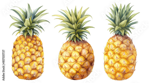 Set of drawn pineapples isolated on transparent background