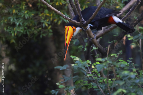 The toco toucan bird on the wood tree © pumppump