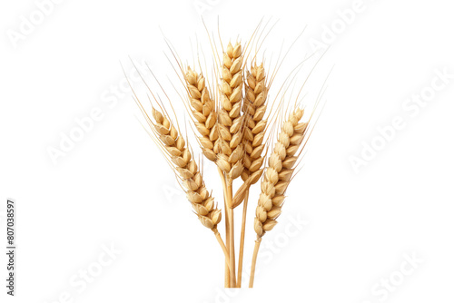 Wheat grain isolated on transparent background