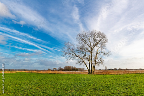 Agriculture field landscape with lonely tree along Green 62 cycling route, Gistel, Bruges region, West Flanders, Belgium.