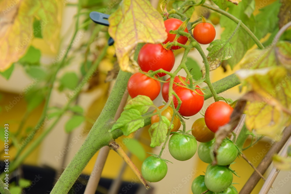 Obraz premium Ripe tomato plant growing in balcony. Fresh bunch of red natural tomatoes on a branch in organic vegetable garden.