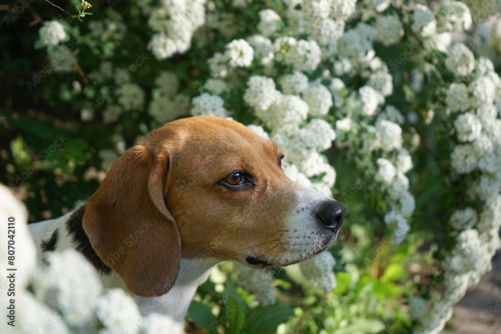 Beagle dog portrait in blooming tree white flowers in spring