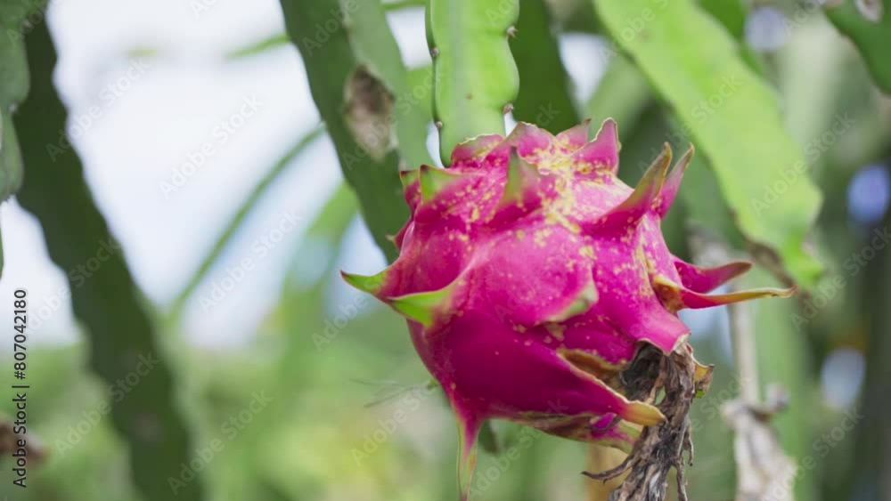 Ripe dragon fruit is ready to be harvested