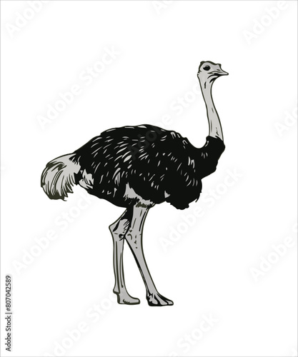 Ostrich Bird Victor Design