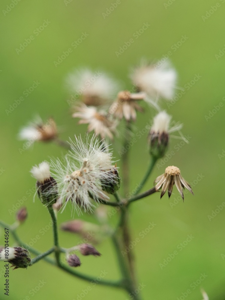 Close Up Of Tiny Wild Flowers