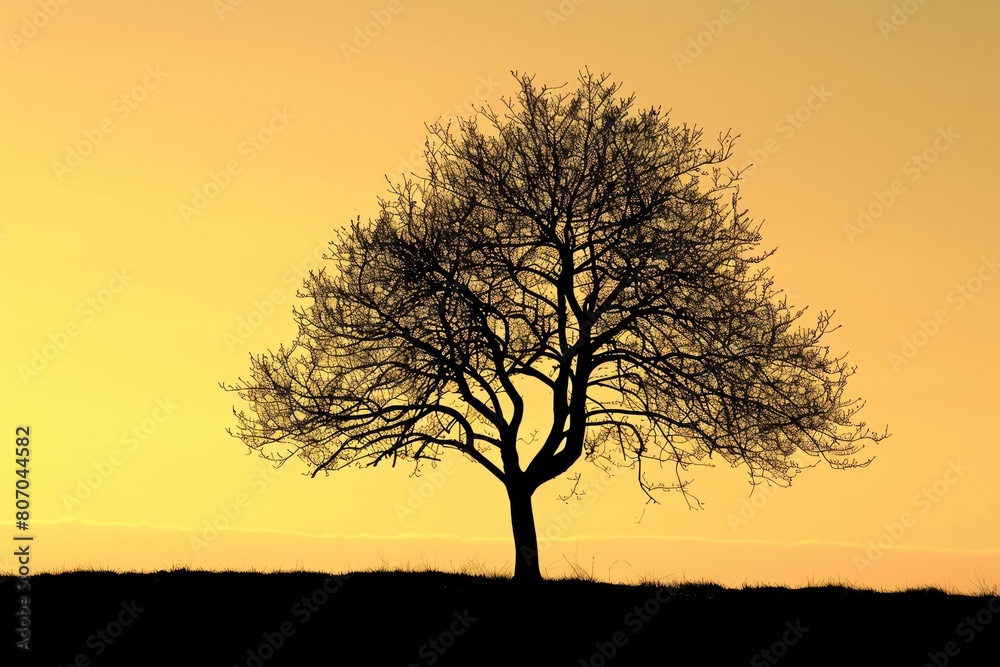 Golden Hour Silhouette, Professional studio photography, hyperrealistic, minimalism, negative space, high detailed, sharp focus, silhouette of a tree against the golden hour sky