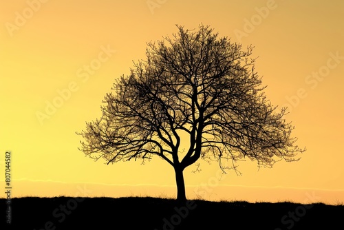 Golden Hour Silhouette  Professional studio photography  hyperrealistic  minimalism  negative space  high detailed  sharp focus  silhouette of a tree against the golden hour sky