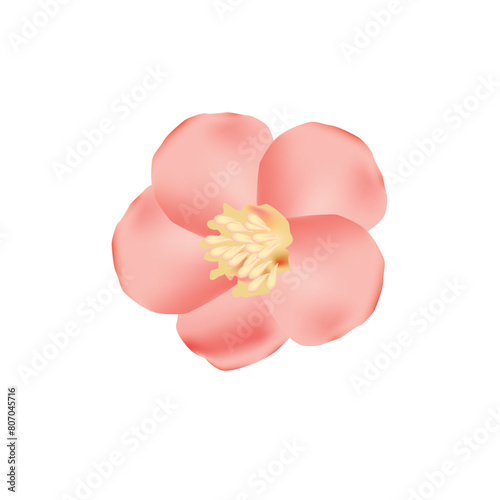 Spring pink flower on white background. Floral Spring. Vector Illustration.