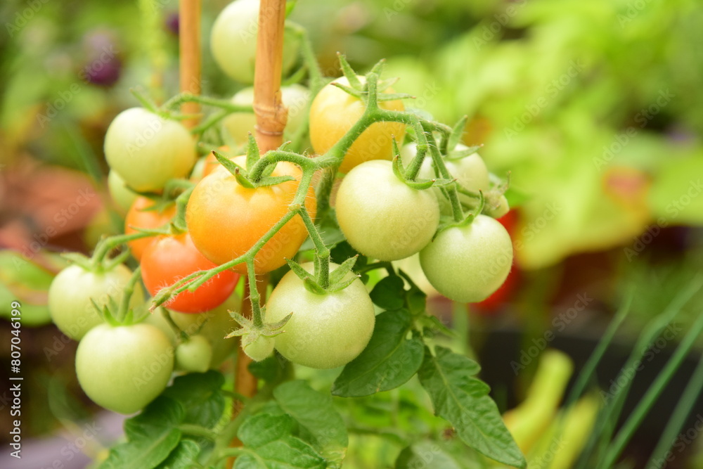 Clusters of green developing fruit are seen on a potted cherry tomato plant from an urban container garden.
Clusters of green developing fruit are seen on a potted cherry tomato plant from an urban container garden.