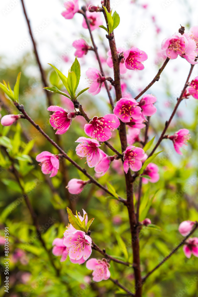 Pink peach blossom on tree branch