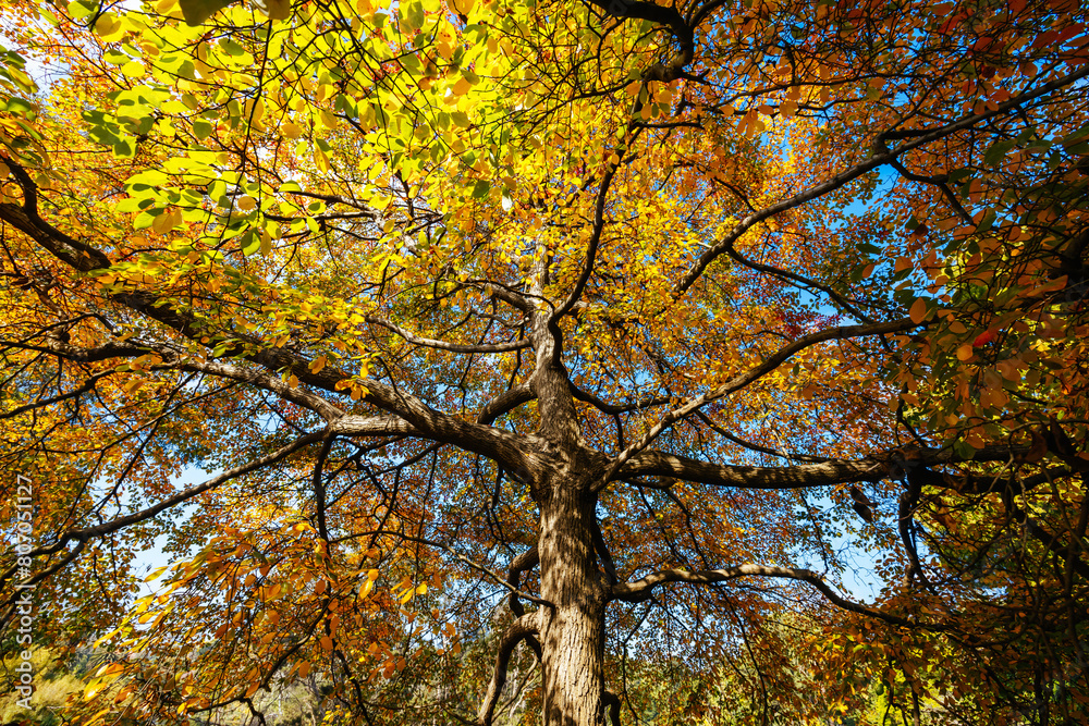 Fototapeta premium Royal Botanic Gardens in Melbourne Australia