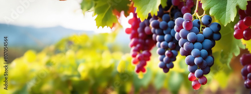 Banner with ripe red grapes in the sunlight at the vineyard plantation with space for text. Harvesting at a winery plantation, farming, grape varieties