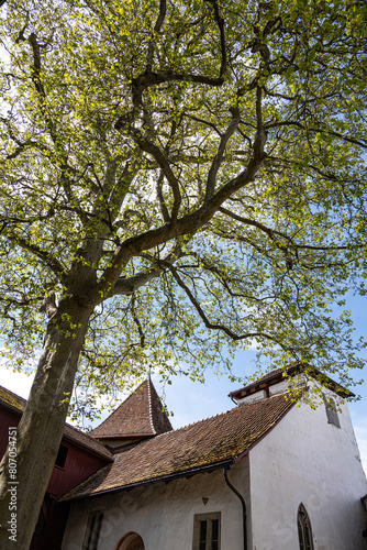 Baum im Innenhof des Schlosses Kyburg, Kanton Zürich, Schweiz © tauav