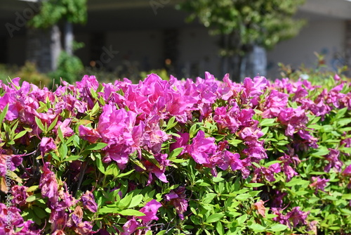 Wallpaper Mural 暑さでしわしわになったピンク色のツツジ Torontodigital.ca