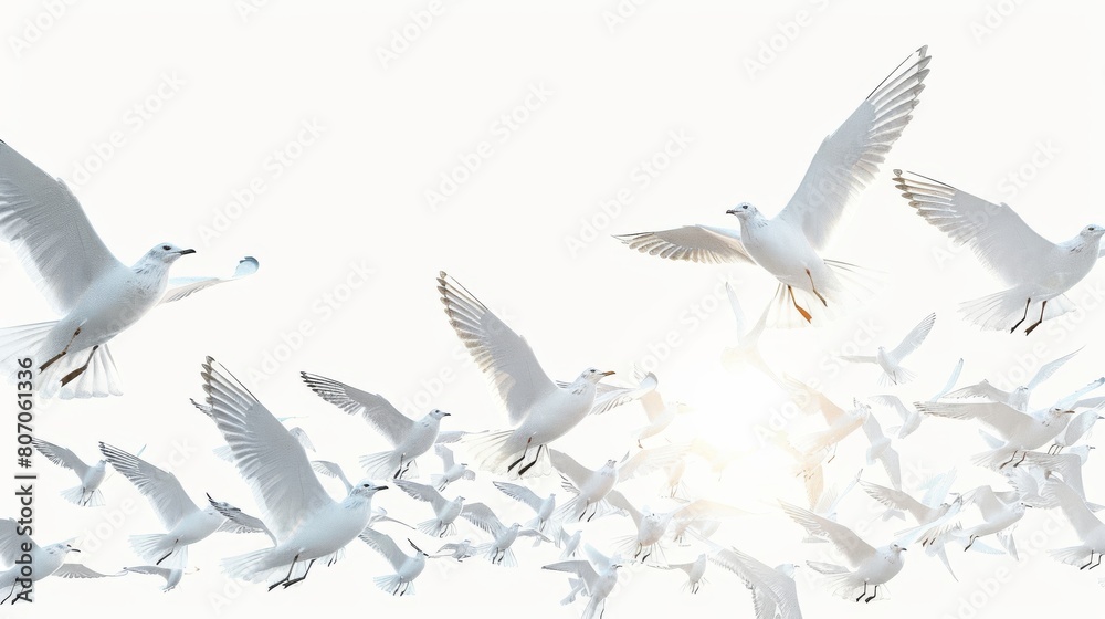 Obraz premium A flock of white birds flying in the sky