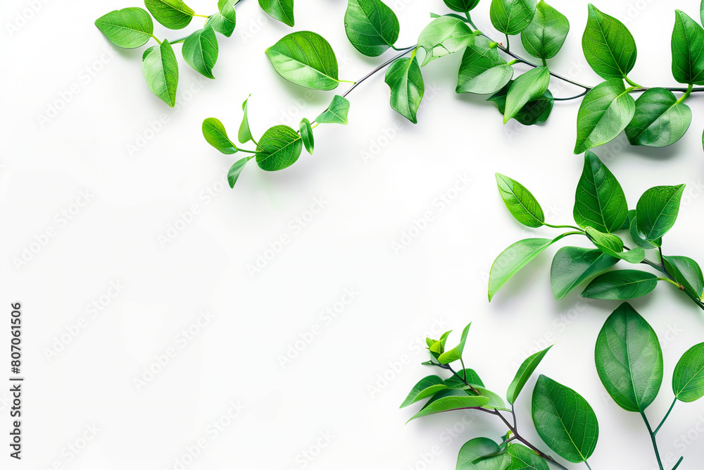 Refreshing Green Leaves on Bright White Background for Fresh Designs