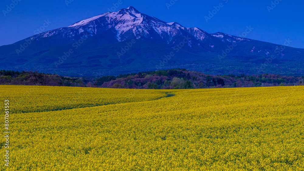 岩木山と菜の花畑 夜明け前 絶景 岩木山と菜の花畑 夜明け前 絶景