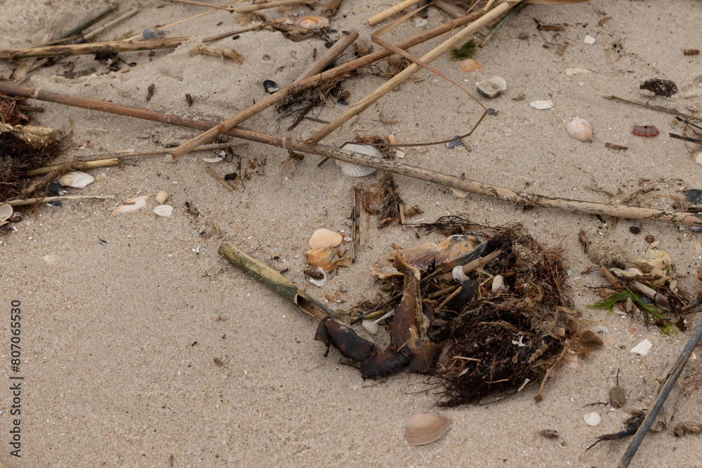 This is an image at the beach. So much marine life has washed up onto ...