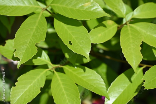 Wallpaper Mural 虫に食われた新緑の葉っぱ Torontodigital.ca