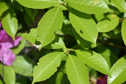 Wallpaper Mural 虫に食われた新緑の葉っぱ Torontodigital.ca