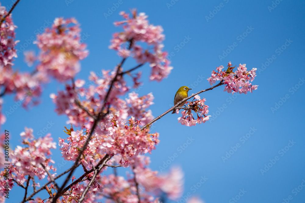 Zosterops du Japon, également appelé Mejiro, avec des fleurs de cerisiers, dans un parc de Yamanashi au Japon. Zosterops du Japon, également appelé Mejiro, avec des fleurs de cerisiers, dans un parc de Yamanashi au Japon.