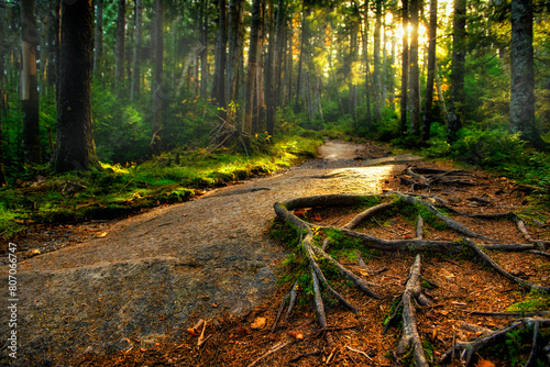 A fairytale forest with a rocky path in the roots of the trees and the magical evening light of the sun through the trees. Journey. USA. Vermont