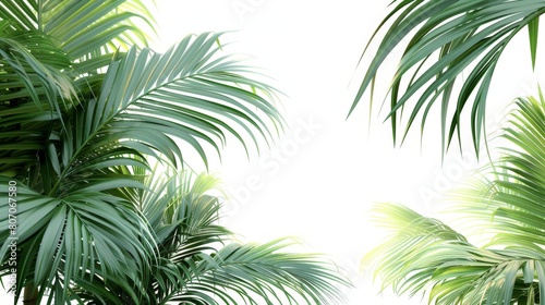 A palm tree with its leaves spread out in the air