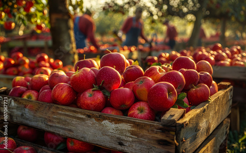 The apples are red and shiny  and there are several people working in the background