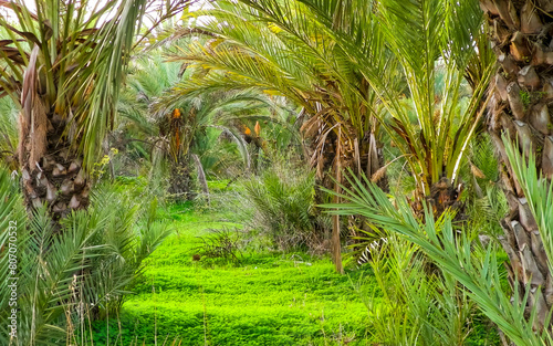 Palm grove on the island of Cyprus.