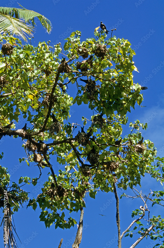 Fototapeta premium Noddi à bec gréle, Noddi marianne, nid,.Anous tenuirostris, Lesser Noddy, Seychelles