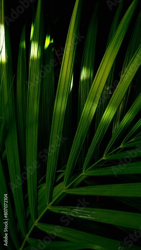 Light & Nature