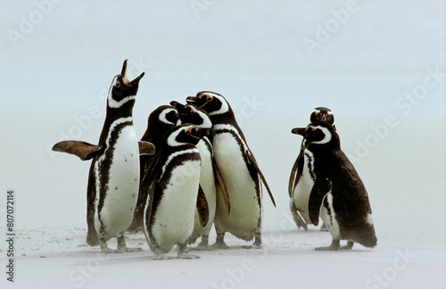 Manchot de Magellan,.Spheniscus magellanicus, Magellanic Penguin, Iles Falkland, Malouines photo