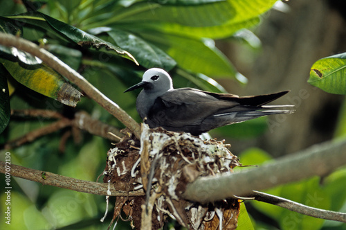 Noddi à bec gréle, Noddi marianne, nid,.Anous tenuirostris, Lesser Noddy, Seychelles photo