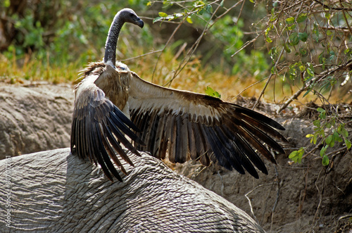 Vautour à dos blanc , Vautour africain,.Gyps africanus, White backed Vulture,  éléphant mort, réserve du Selous, Tanzanie photo