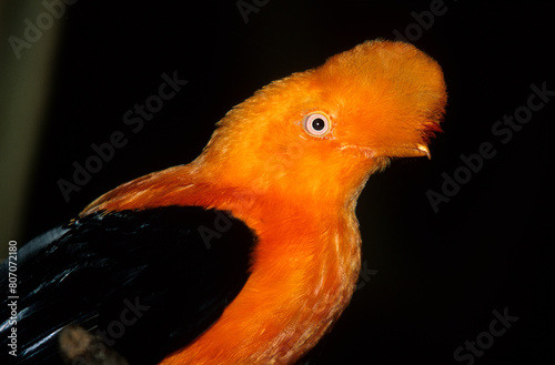 Coq de roche orange,.Rupicola rupicola, Guianan Cock of the rock, Pérou