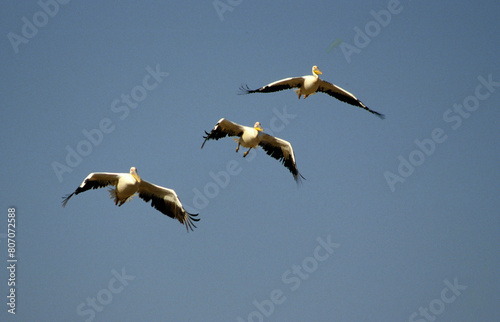 Pélican blanc,.Pelecanus onocrotalus, Great White Pelican, Parc national de Nakuru, Kénya