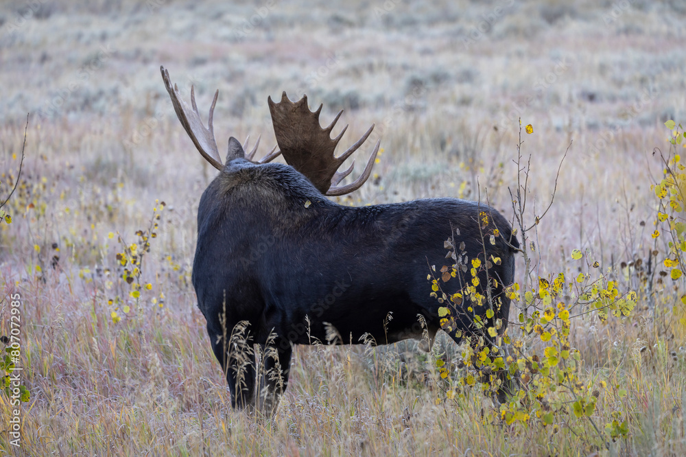 Bull Moose During the Rut in Autumn in Wyoming Bull Moose During the Rut in Autumn in Wyoming