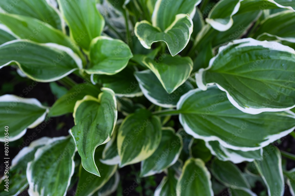 Background from variegated hosta leaves, close-up. Plantain lily bush for publication, poster, screensaver, wallpaper, postcard, banner, cover, post. High quality photo Background from variegated hosta leaves, close-up. Plantain lily bush for publication, poster, screensaver, wallpaper, postcard, banner, cover, post. High quality photo