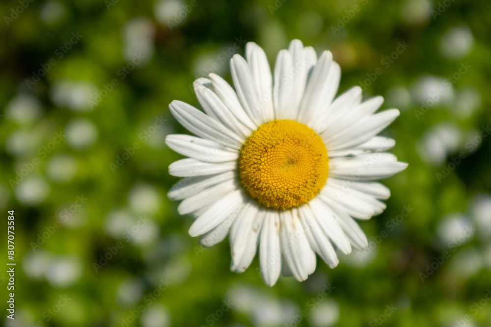Fototapeta premium One camomile flower on blurred green field, top view. Chamomile with white petals for publication, poster, calendar, post, screensaver, wallpaper, cover, website. High quality photo