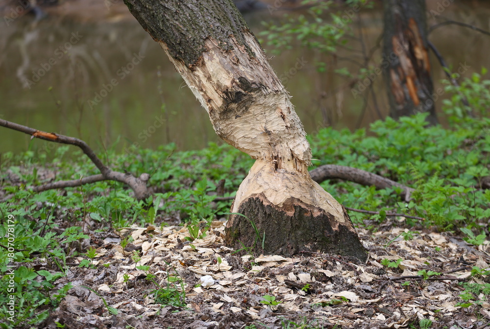 A tree gnawed by beavers on the riverbank A tree gnawed by beavers on the riverbank