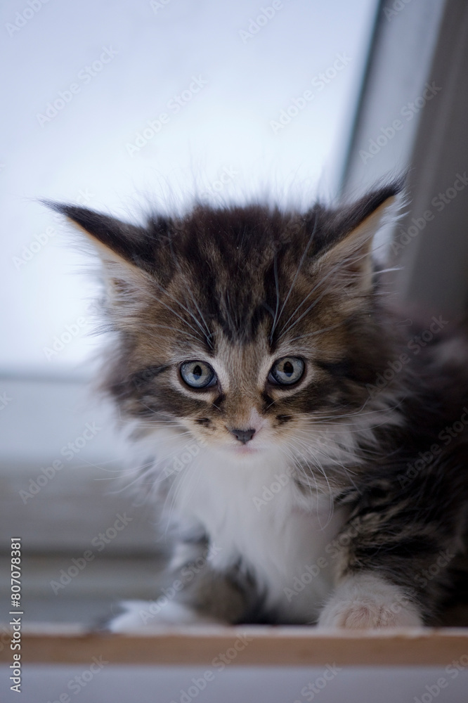 Maine Coon Kitten sitzt am Dachfenster