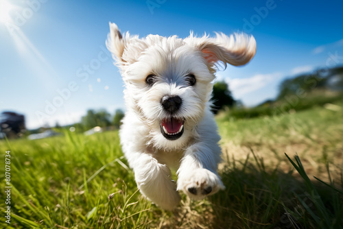 Joyful Puppy Playing Outdoors in Sunny Weather