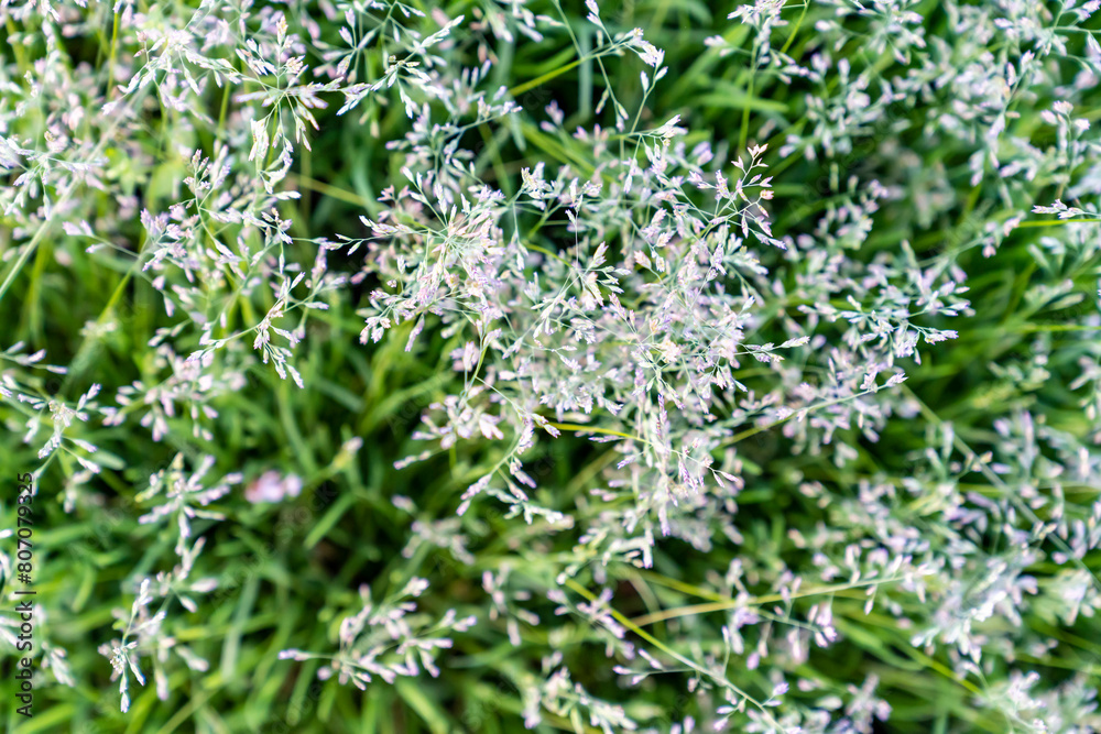 Grass blooms, close-up, blurred background. Grass blooms, close-up, blurred background.